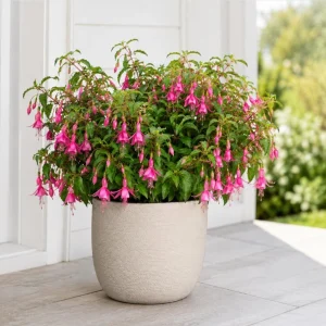 Pink Fuchsia Live Plant – 4-6 Inch Tall, 5 Inch Pot – Pink Flowering Plant - Image 6