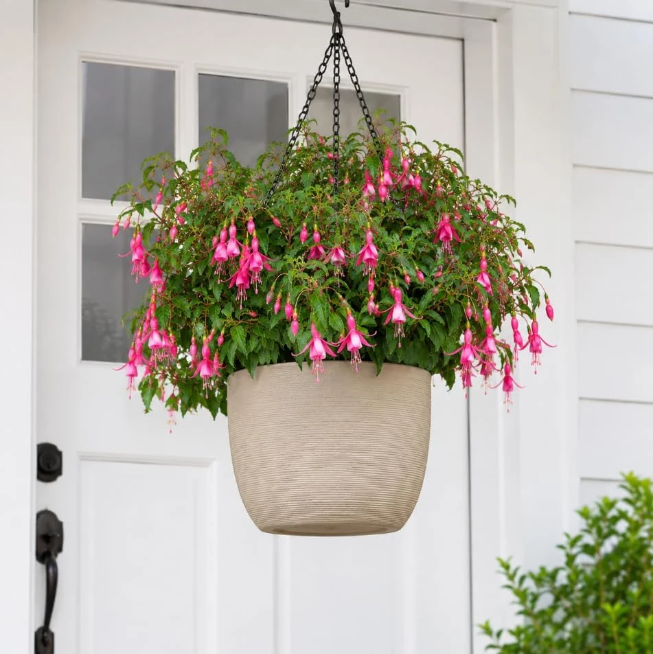 Pink Fuchsia Live Plant for Home Garden – 4-6 inch Tall, 5 Inch Pot - Image 4