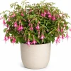 Pink Fuchsia Live Plant for Home Garden – 4-6 inch Tall, 5 Inch Pot - Image 1
