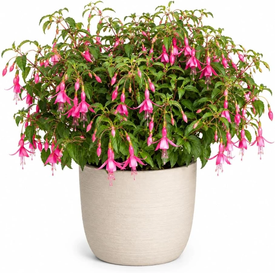 Pink Fuchsia Live Plant for Home Garden – 4-6 inch Tall, 5 Inch Pot - Image 1