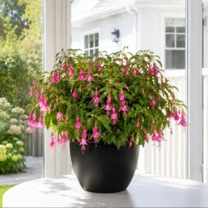 Pink Fuchsia Live Plant for Home Garden – 4-6 inch Tall, 5 Inch Pot - Image 6