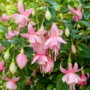 Pink Hardy Fuchsia Live Plant, Flower Plant, 4-6 inch Tall, 6 Inch Pot - Image 3