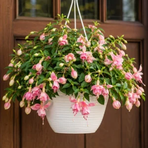 Pink Hardy Fuchsia Live Plant, Flower Plant, 4-6 inch Tall, 6 Inch Pot - Image 6