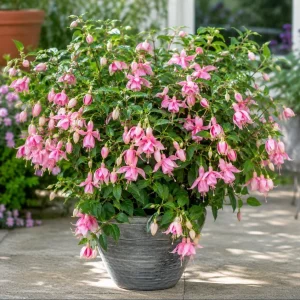 Pink Hardy Fuchsia Live Plant, Flower Plant, 4-6 inch Tall, 6 Inch Pot - Image 7