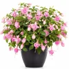 Pink Hardy Fuchsia Live Plant, Flower Plant, 4-6 inch Tall, 6 Inch Pot - Image 1