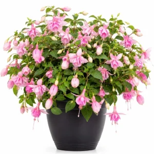 Pink Hardy Fuchsia Live Plant, Flower Plant, 4-6 inch Tall, 6 Inch Pot - Image 1