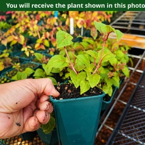 Pink Hardy Fuchsia Live Plant – Pink Fuchsia Flower – 4-6 inch Tall – 6 Inch Pot - Image 2