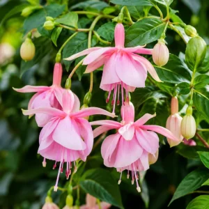 Pink Hardy Fuchsia Live Plant – Pink Fuchsia Flower – 4-6 inch Tall – 6 Inch Pot - Image 1