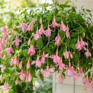 Pink Hardy Fuchsia Live Plant – Pink Fuchsia Flower – 4-6 inch Tall – 6 Inch Pot - Image 6