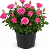 Pink Miniature Rose Live Plant – 4-6 Inches Tall in 4 Inch Pot – Outdoor Bush - Image 1