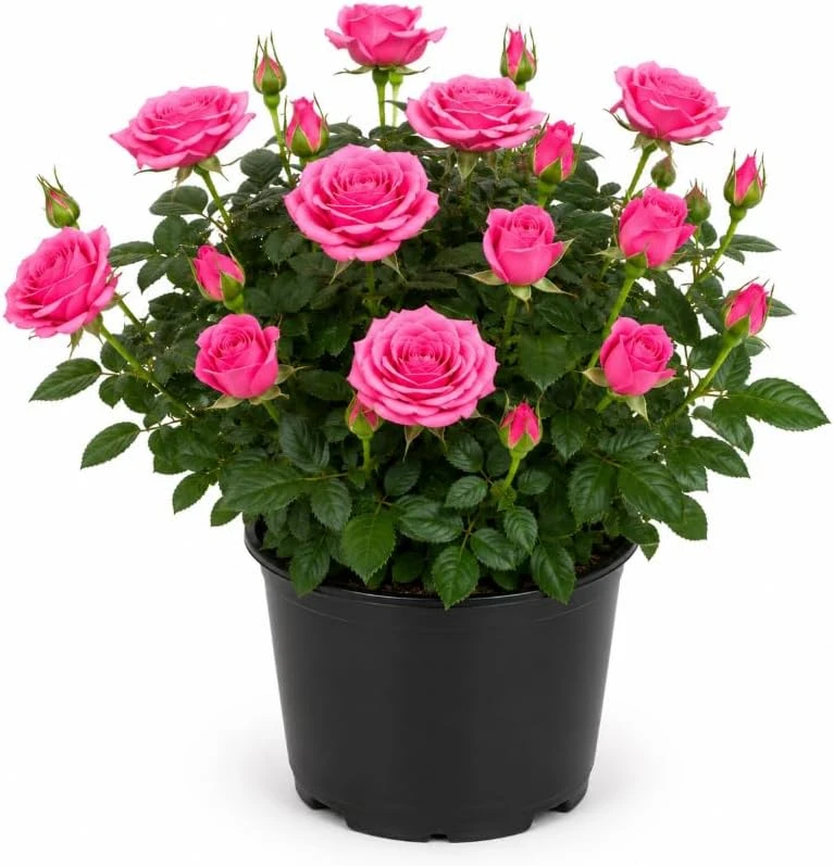 Pink Miniature Rose Live Plant – 4-6 Inches Tall in 4 Inch Pot – Outdoor Bush - Image 1