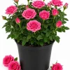 Pink Miniature Rose Live Plant – 4 Inch Pot, 4-6 Inches Tall, Mini Rose Bush Outdoor - Image 1