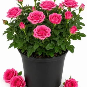 Pink Miniature Rose Live Plant – 4 Inch Pot, 4-6 Inches Tall, Mini Rose Bush Outdoor - Image 1