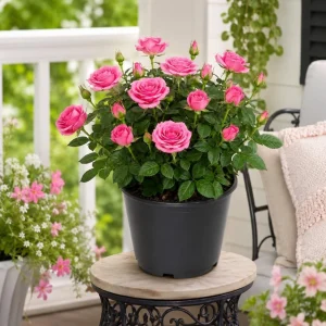 Pink Miniature Rose Live Plant – 4 Inch Pot, 4-6 Inches Tall, Mini Rose Bush Outdoor - Image 3