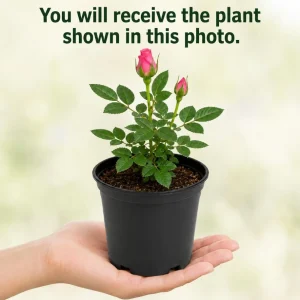 Pink Miniature Rose Live Plant – 4 Inch Pot, 4-6 Inches Tall, Mini Rose Bush Outdoor - Image 4