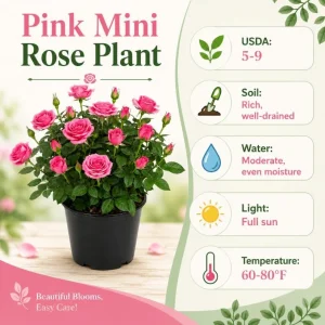 Pink Miniature Rose Live Plant – 4 Inch Pot, 4-6 Inches Tall, Mini Rose Bush Outdoor - Image 6