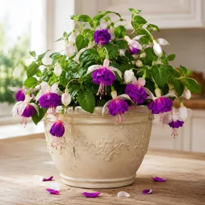 Pink Purple Fuchsia Live Plant - 4-6 inch Tall, 5 Inch Pot - Outdoor Flower - Image 1