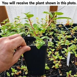 Pink Purple Fuchsia Live Plant - 4-6 inch Tall, 5 Inch Pot - Outdoor Flower - Image 2