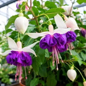 Pink Purple Fuchsia Live Plant - 4-6 inch Tall, 5 Inch Pot - Outdoor Flower - Image 3