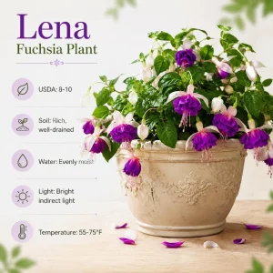 Pink Purple Fuchsia Live Plant - 4-6 inch Tall, 5 Inch Pot - Outdoor Garden Flower - Image 4