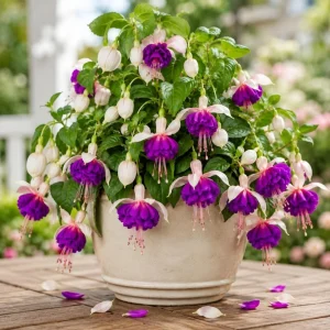 Pink Purple Fuchsia Live Plant - 4-6 inch Tall, 5 Inch Pot - Outdoor Garden Flower - Image 5