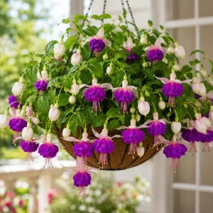 Pink Purple Fuchsia Live Plant - 4-6 inch Tall, 5 Inch Pot - Outdoor Flower - Image 5