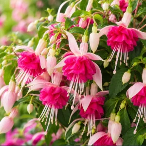 Pink Rosella Fuchsia Live Plant, Double Pink Flowers, 4-6 inch Tall, 5 Inch Pot - Image 3