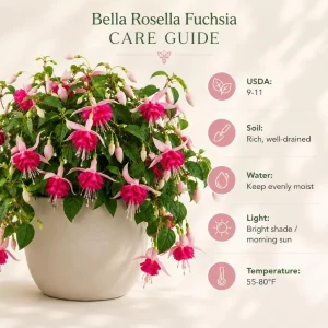Pink Rosella Fuchsia Live Plant, Double Pink Flowers, 4-6 inch Tall, 5 Inch Pot - Image 5