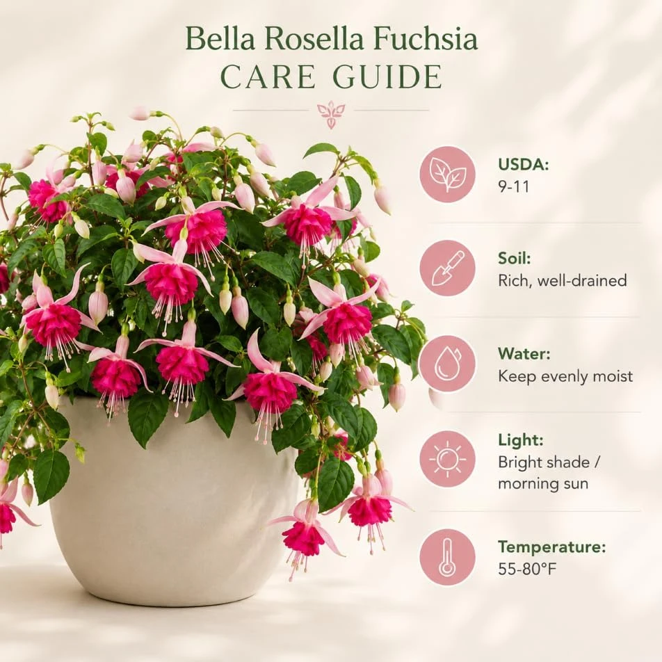 Pink Rosella Fuchsia Live Plant – Double Pink Flowers – 4-6 inch Tall – 5 Inch Pot - Image 5