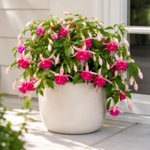 Pink Rosella Fuchsia Live Plant, Double Pink Flowers, 4-6 inch Tall, 5 Inch Pot - Image 7