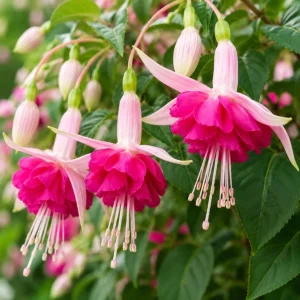 Pink Rosella Fuchsia Live Plant, Double Pink Flowers, 4-6 inch Tall, 5 Inch Pot - Image 8