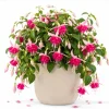Pink Rosella Fuchsia Live Plant, Double Pink Flowers, 4-6 inch Tall, 5 Inch Pot - Image 1
