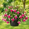 Pink Rosella Fuchsia Live Plant – Double Pink Flowers – 4-6 inch Tall – 5 Inch Pot - Image 1