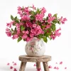 Pink Weigela Live Plant - Flowering Shrub, 6-12 Inch Tall, Quart Pot - Image 1