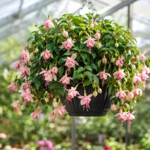 Pink White Fuchsia Live Plant – 4-6 inch Tall – 5 Inch Pot – Outdoor - Image 3