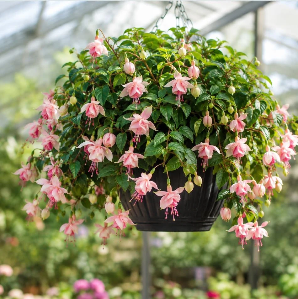 Pink White Fuchsia Live Plant – 4-6 inch Tall – 5 Inch Pot – Outdoor - Image 3