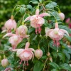 Pink White Fuchsia Live Plant – 4-6 inch Tall – 5 Inch Pot – Outdoor - Image 1