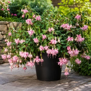 Pink White Fuchsia Live Plant – 4-6 inch Tall – 5 Inch Pot – Outdoor - Image 5
