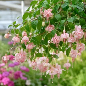 Pink White Fuchsia Live Plant – 4-6 inch Tall – 5 Inch Pot – Outdoor - Image 6