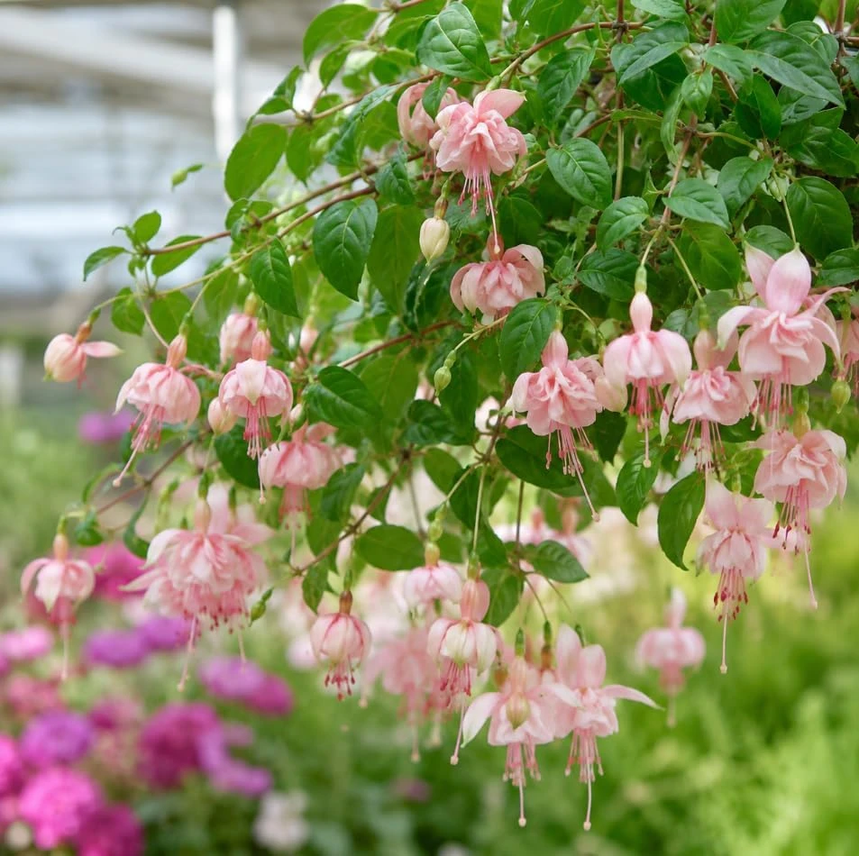 Pink White Fuchsia Live Plant – 4-6 inch Tall – 5 Inch Pot – Outdoor - Image 6