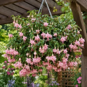 Pink White Fuchsia Live Plant – 4-6 inch Tall – 5 Inch Pot – Outdoor - Image 7