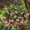 Pink White Fuchsia Live Plant – 4-6 inch Tall, 5 Inch Pot – Outdoor Flower - Image 1