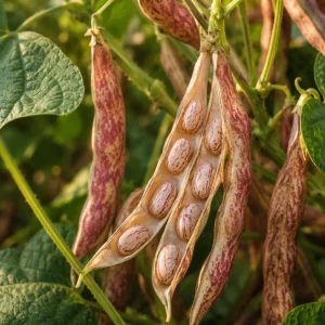 Pinto Bean Live Plant – 3-5 Inches Tall – 4 Inch Pot – Vegetable Seedling for Garden - Image 2