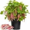 Pinto Bean Live Plant – 3-5 Inches Tall – 4 Inch Pot – Vegetable Seedling for Garden - Image 1
