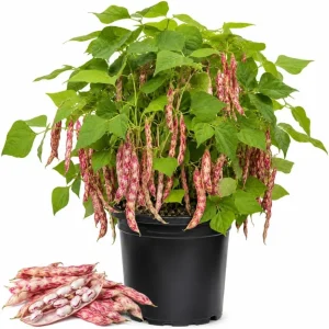 Pinto Bean Live Plant – 3-5 Inches Tall – 4 Inch Pot – Vegetable Seedling for Garden - Image 1