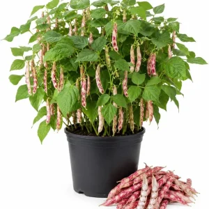 Pinto Bean Live Plant - 3-5 Inches Tall in 4 Inch Pot - Vegetable Starter for Outdoor Gardens & Raised Beds - Image 1