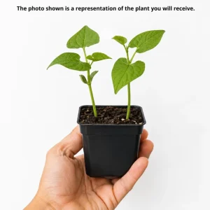 Pinto Bean Live Plant - 3-5 Inches Tall in 4 Inch Pot - Vegetable Starter for Outdoor Gardens & Raised Beds - Image 4