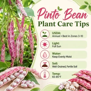 Pinto Bean Live Plant - 3-5 Inches Tall in 4 Inch Pot - Vegetable Starter for Outdoor Gardens & Raised Beds - Image 5
