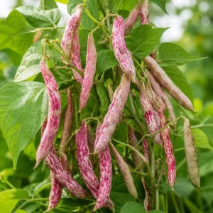 Pinto Bean Live Plant - 3-5 Inches Tall in 4 Inch Pot - Vegetable Starter for Outdoor Gardens & Raised Beds - Image 6