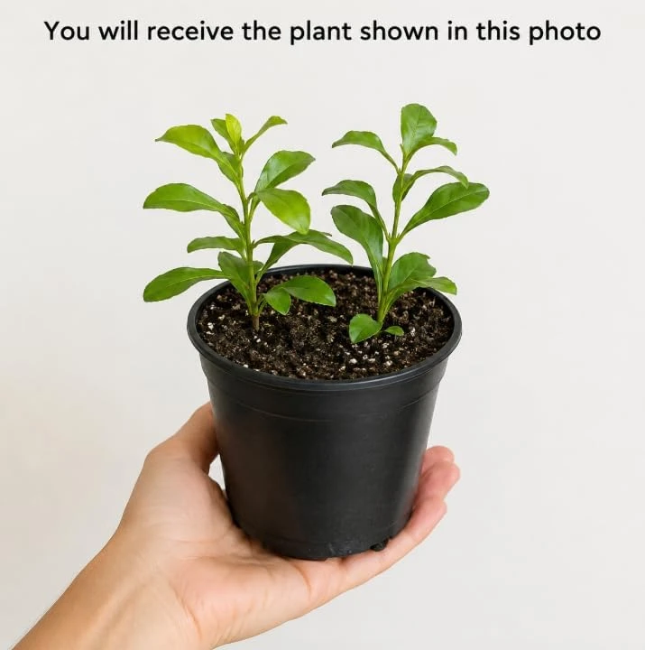 Plumbago Live Plants - Pack of 2, 3-5 Inch Tall Blue Flower Shrub for Outdoor Garden in Grow Pot - Image 2